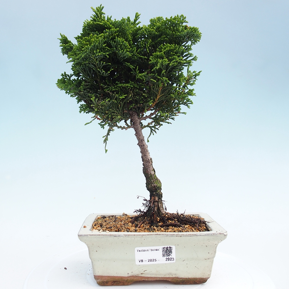 Bonsai voor buiten - Cham.pis obtusa Nana Gracilis - Cipres