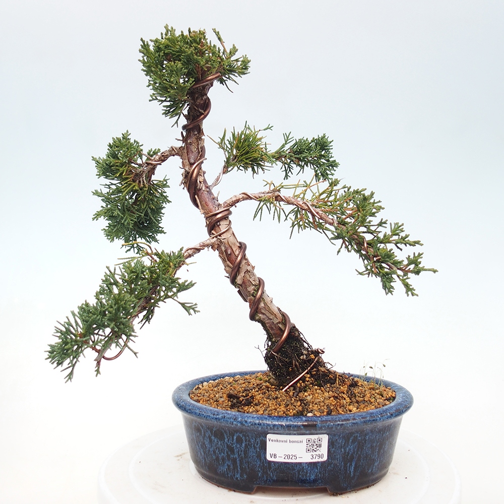 Bonsai voor buiten - Juniperus chinensis Kishu