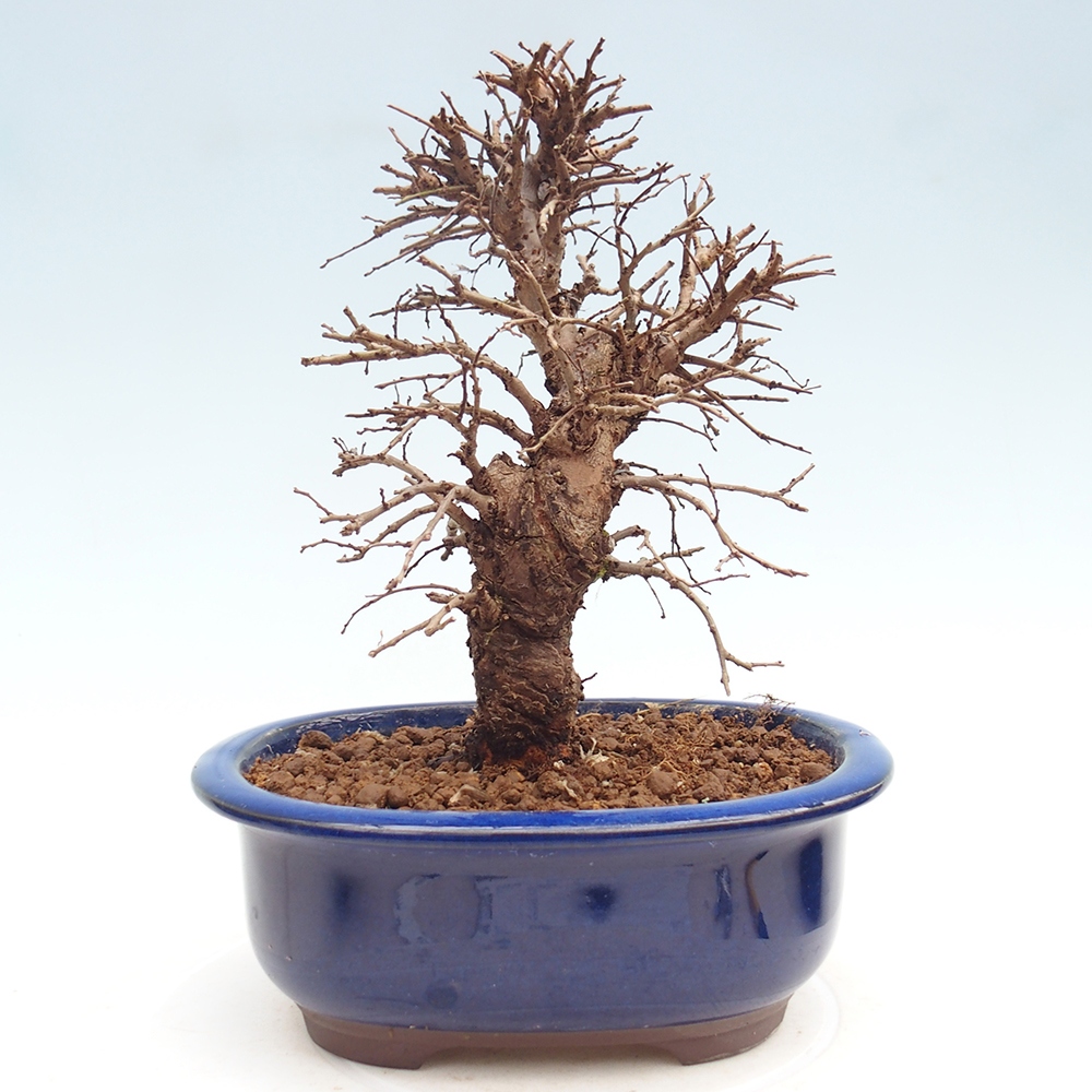 Bonsai voor buiten - Zelkova - Zelkova NIRE