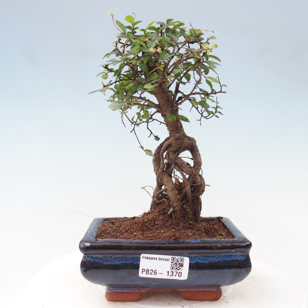 Kamerbonsai - Ulmus parvifolia - Winteriep