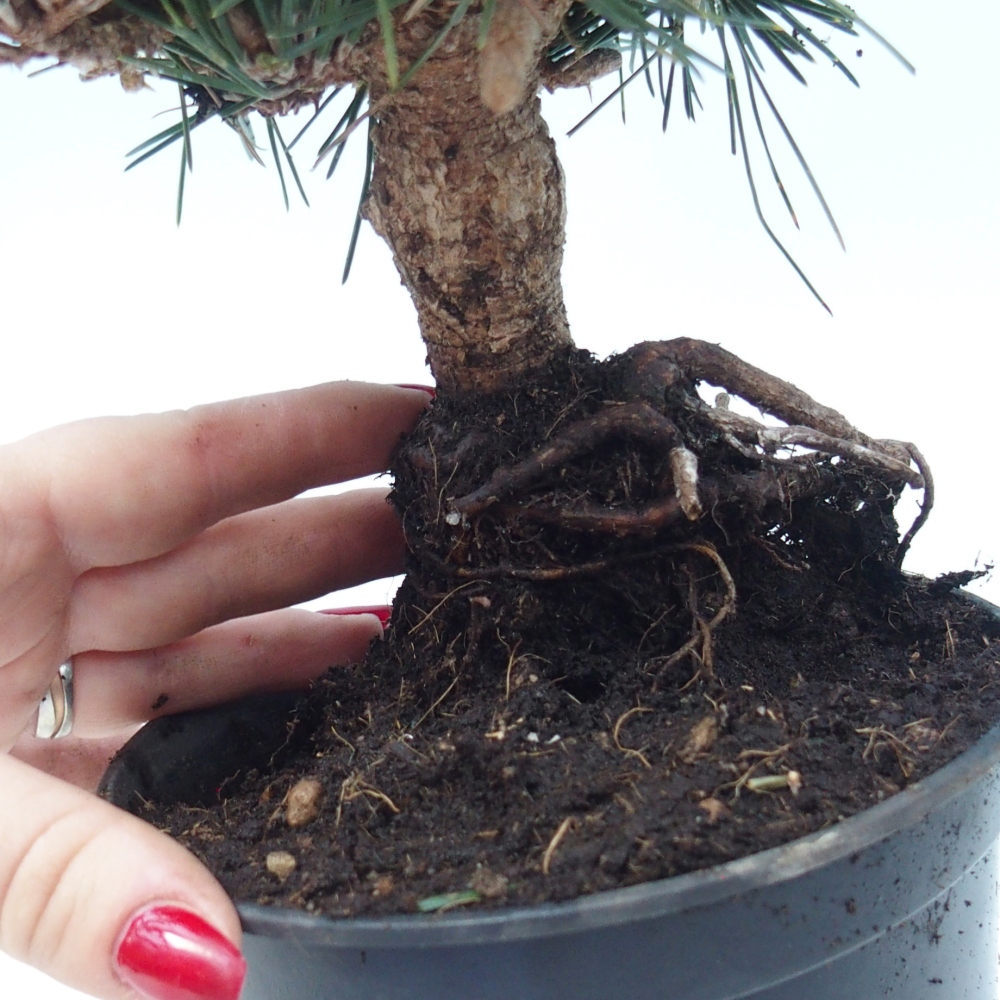 Bonsai voor buiten - Pinus thunbergii senjyumaru - Thunberg den