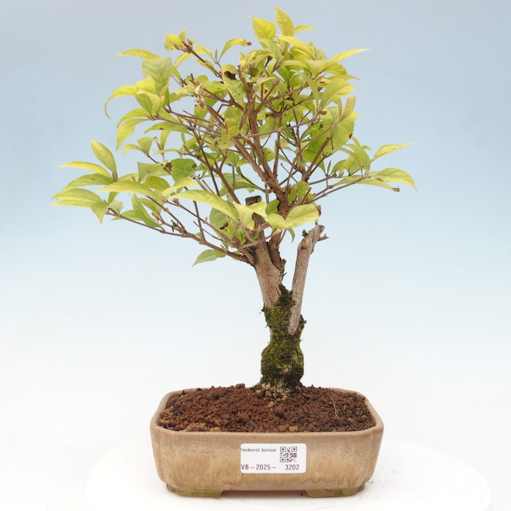 Bonsai voor buiten - Callicarpa japonica