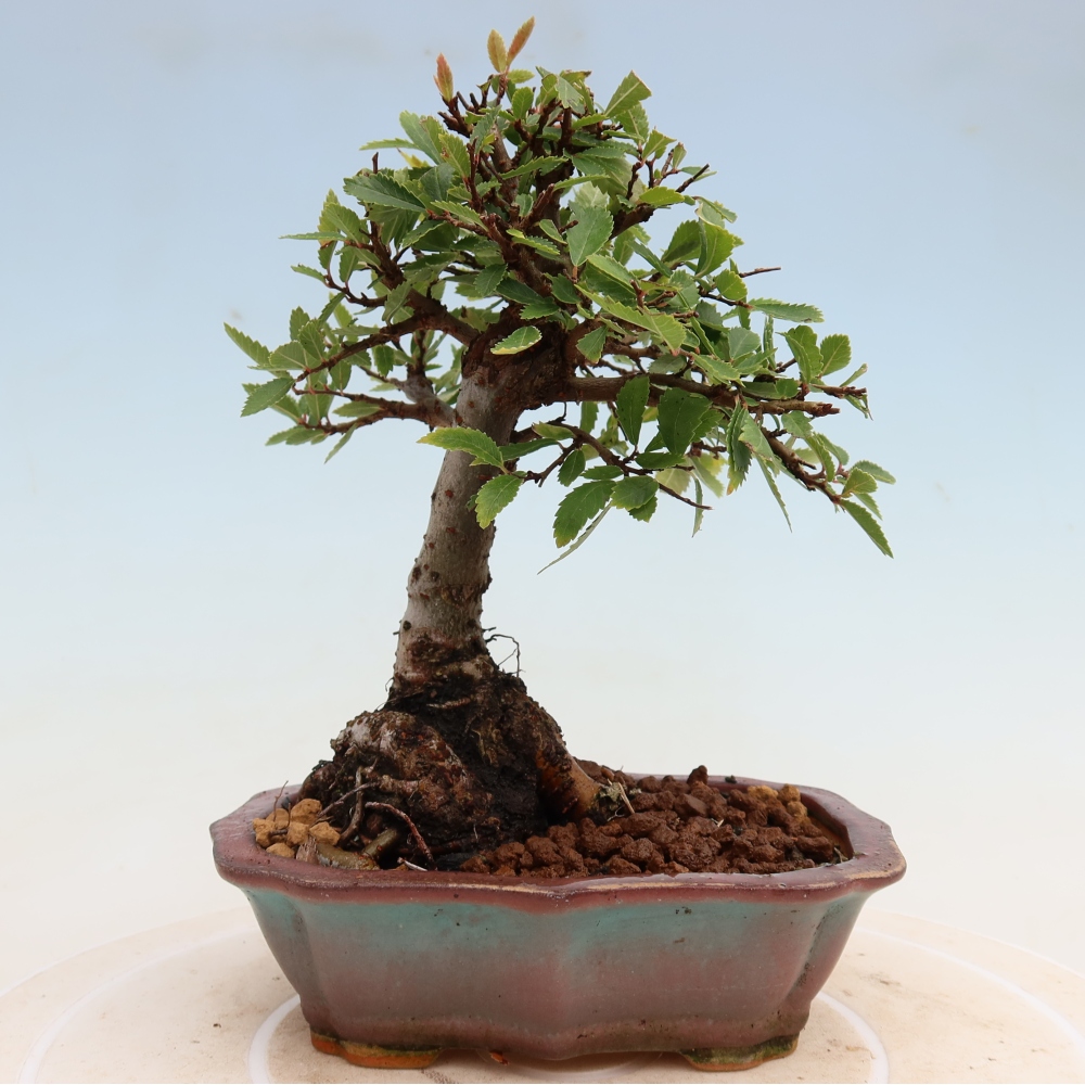 Bonsai voor buiten - Zelkova - Zelkova NIRE