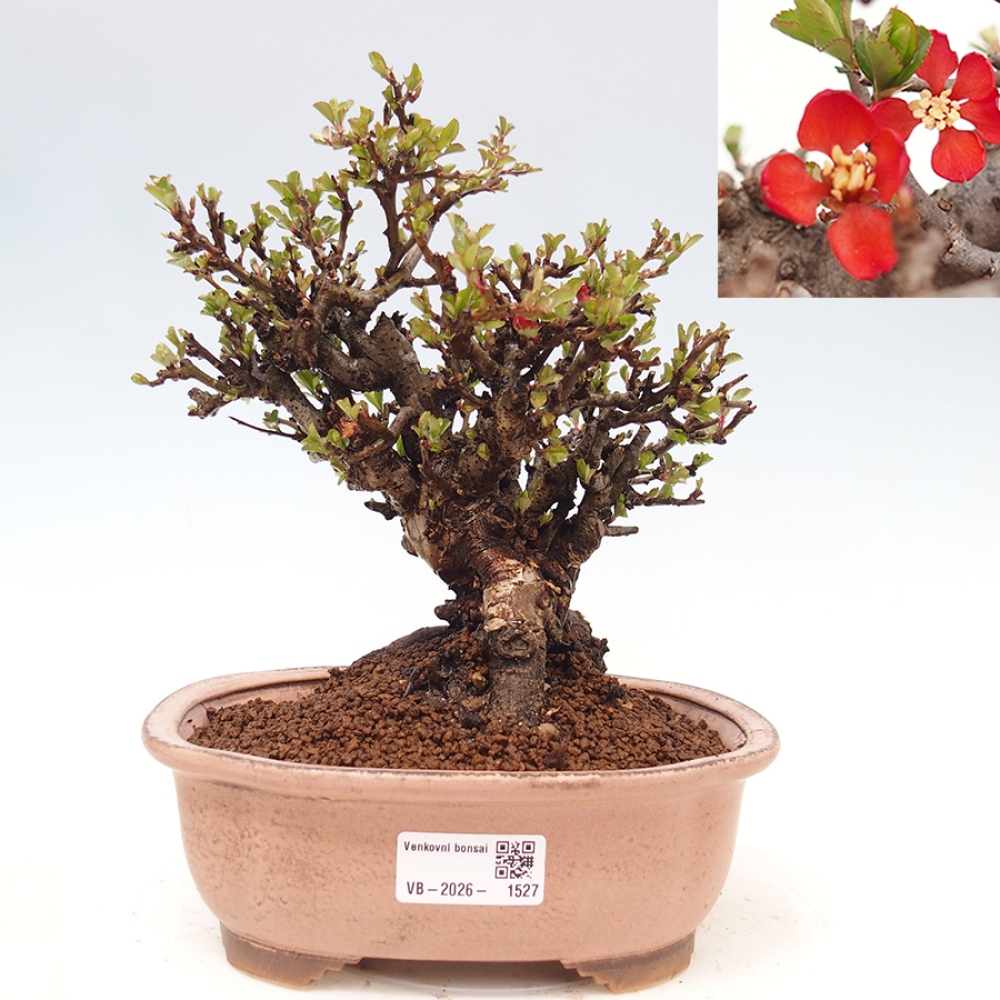Bonsai voor buiten - Chaneomeles speciosa - Kweepeer