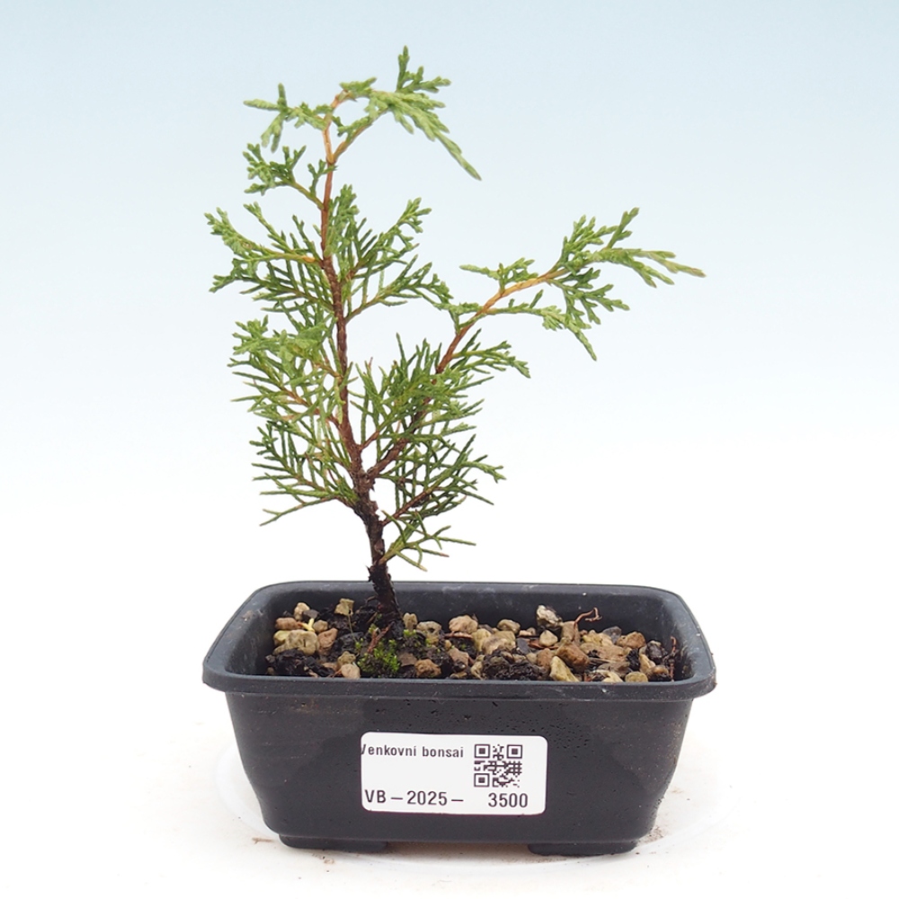 Bonsai voor buiten - Juniperus chinensis Itoigawa