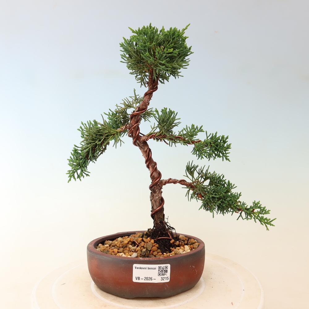 Bonsai voor buiten - Juniperus chinensis Kishu