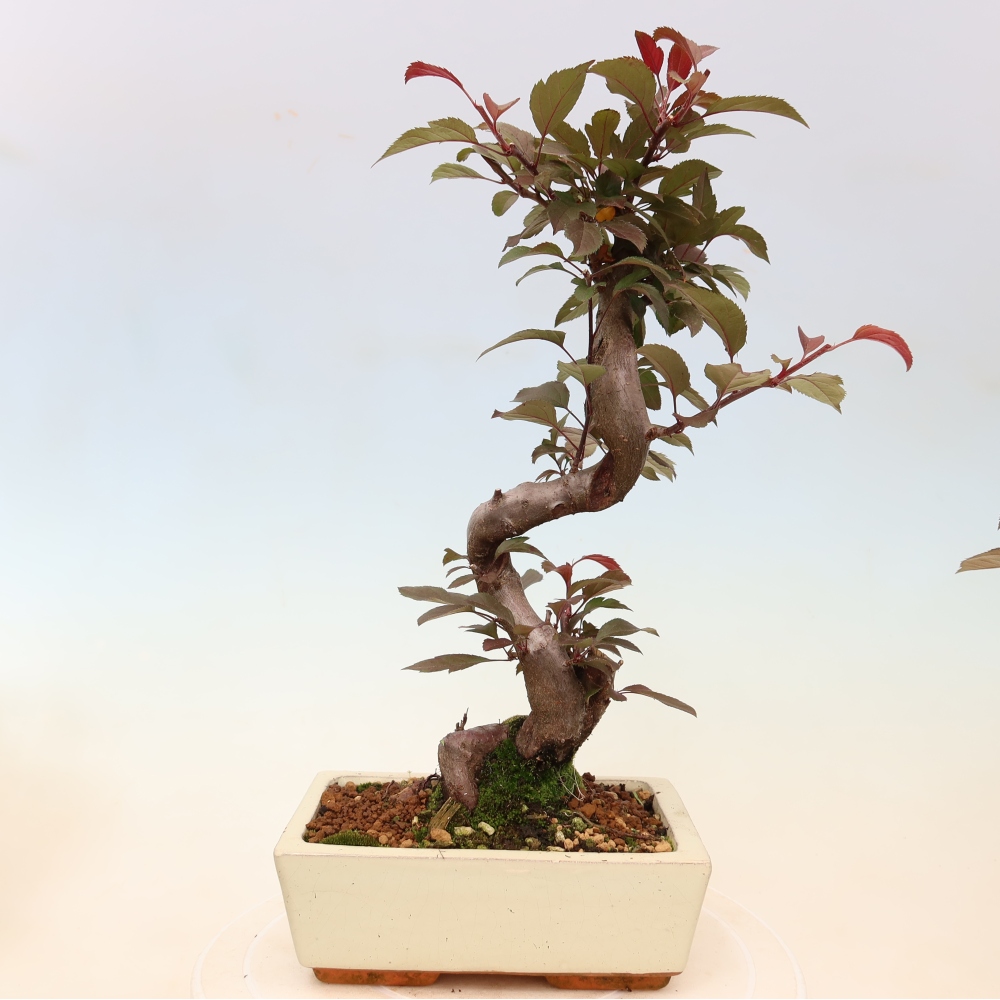 Bonsai voor buiten -Malus domestica - Roodbladige appelboom met kleine vruchten
