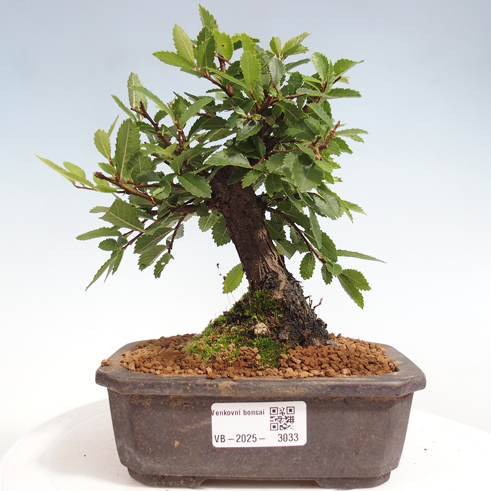 Bonsai voor buiten - Zelkova - Zelkova NIRE