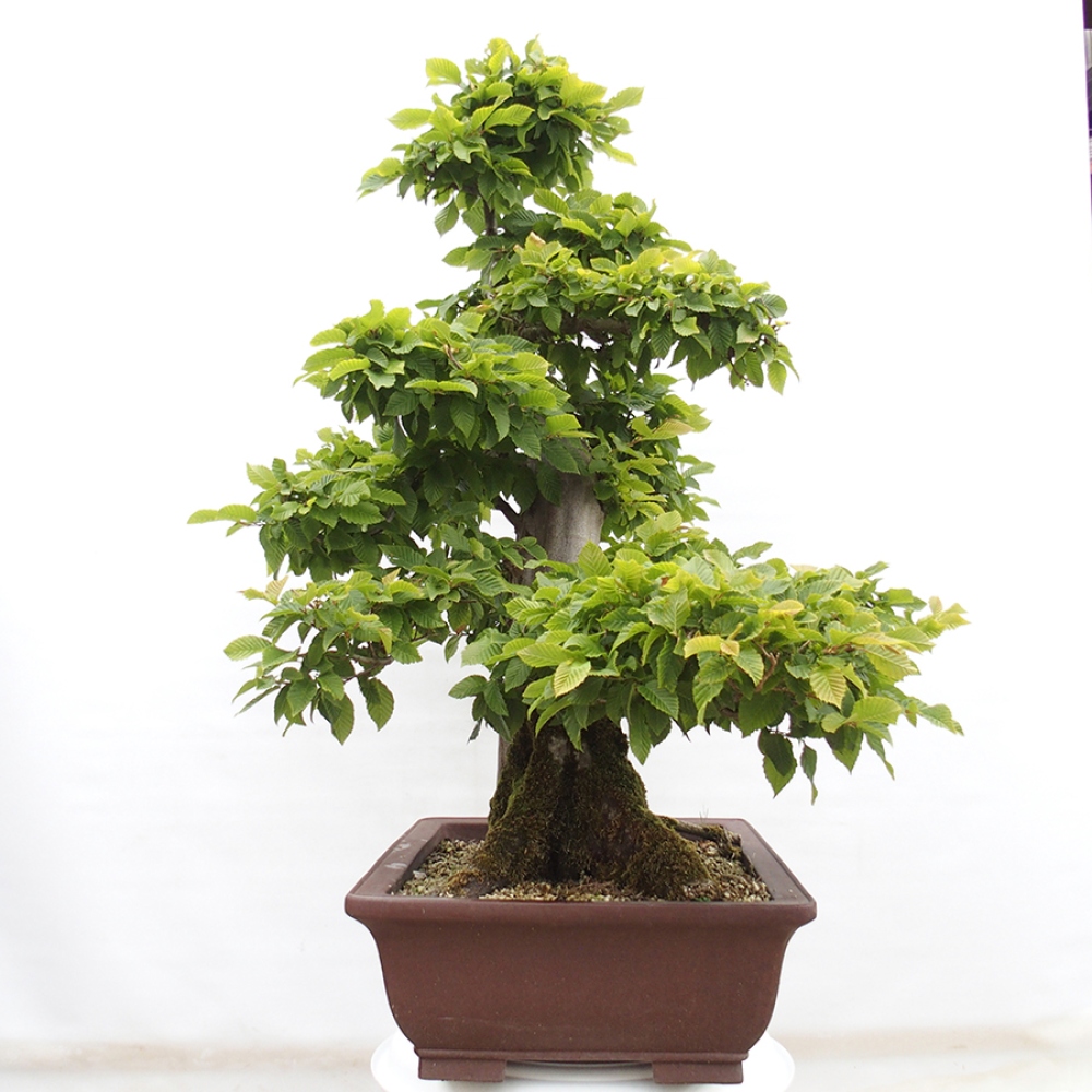 Bonsai voor buiten - Haagbeuk - Carpinus betulus