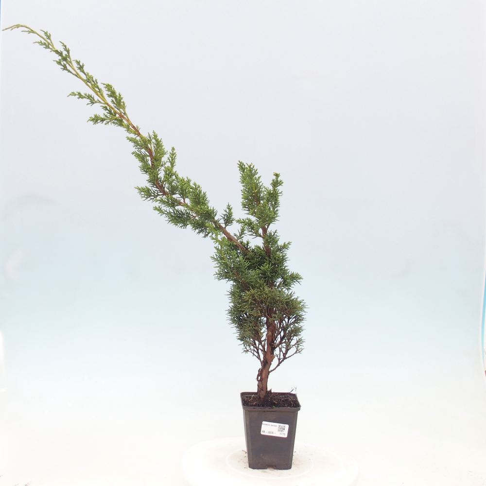 Bonsai voor buiten - Juniperus chinensis Kishu