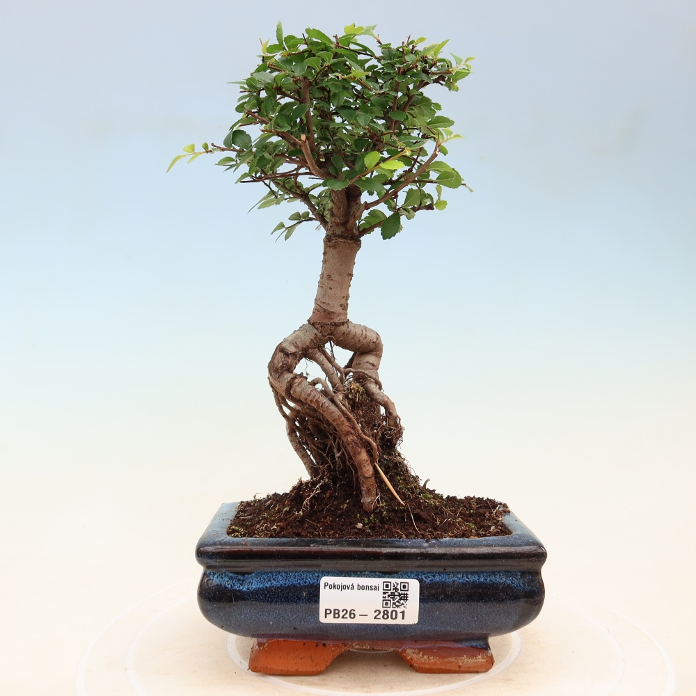 Kamerbonsai - Ulmus parvifolia - Winteriep