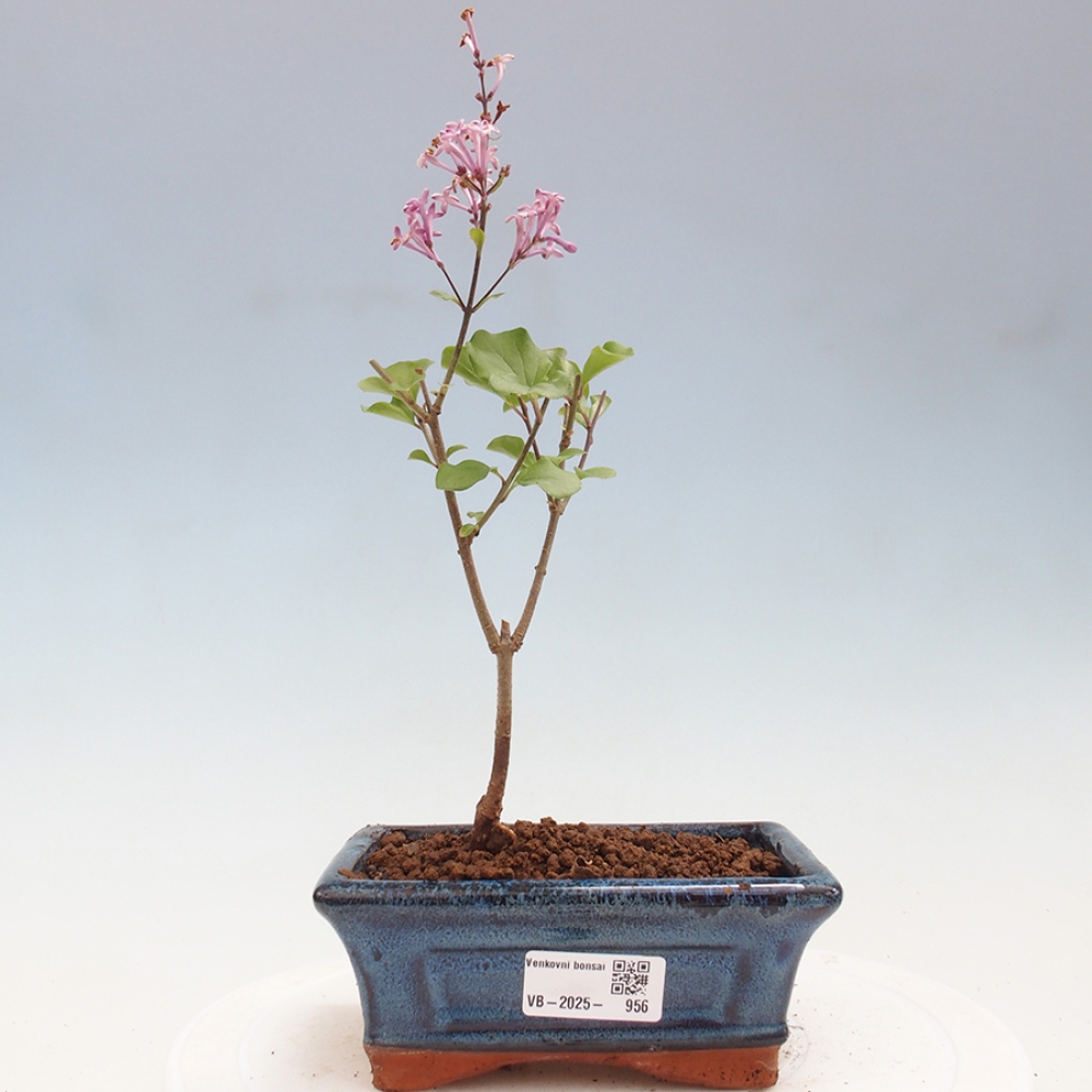 Bonsai voor buiten - Syringa Meyeri Palibin - Meyersering
