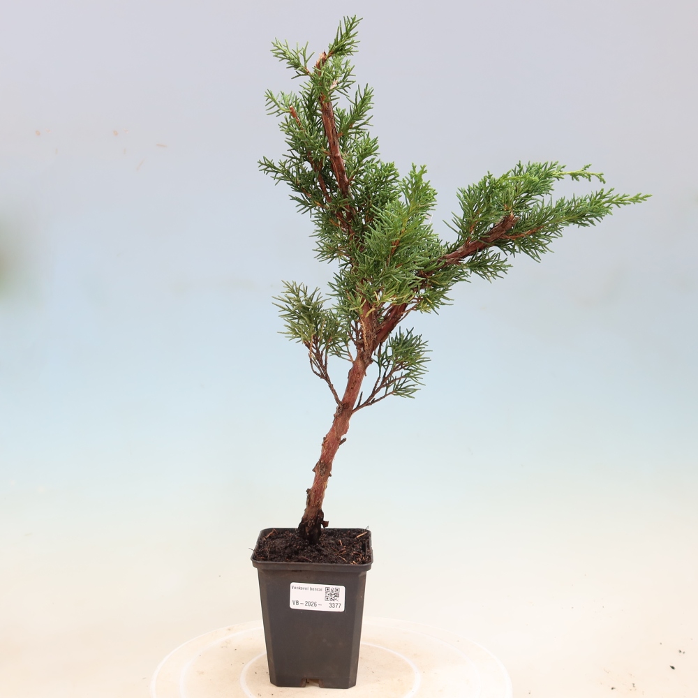 Bonsai voor buiten - Juniperus chinensis Kishu