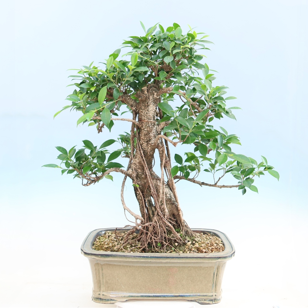 Kamerbonsai - Ficus kimmen - kleinbladige ficus