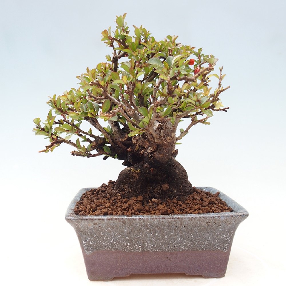 Bonsai voor buiten - Chaneomeles speciosa - Kweepeer