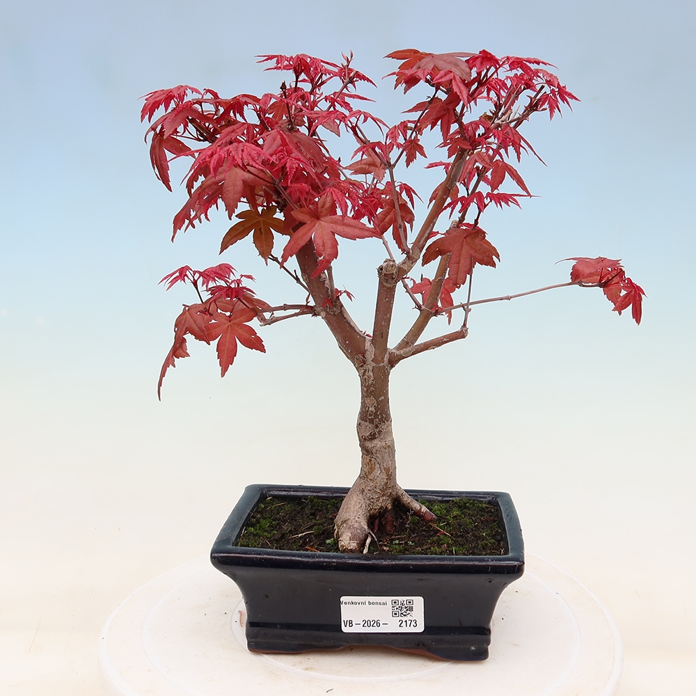 Bonsai voor buiten - Acer palmatum DESHOJO