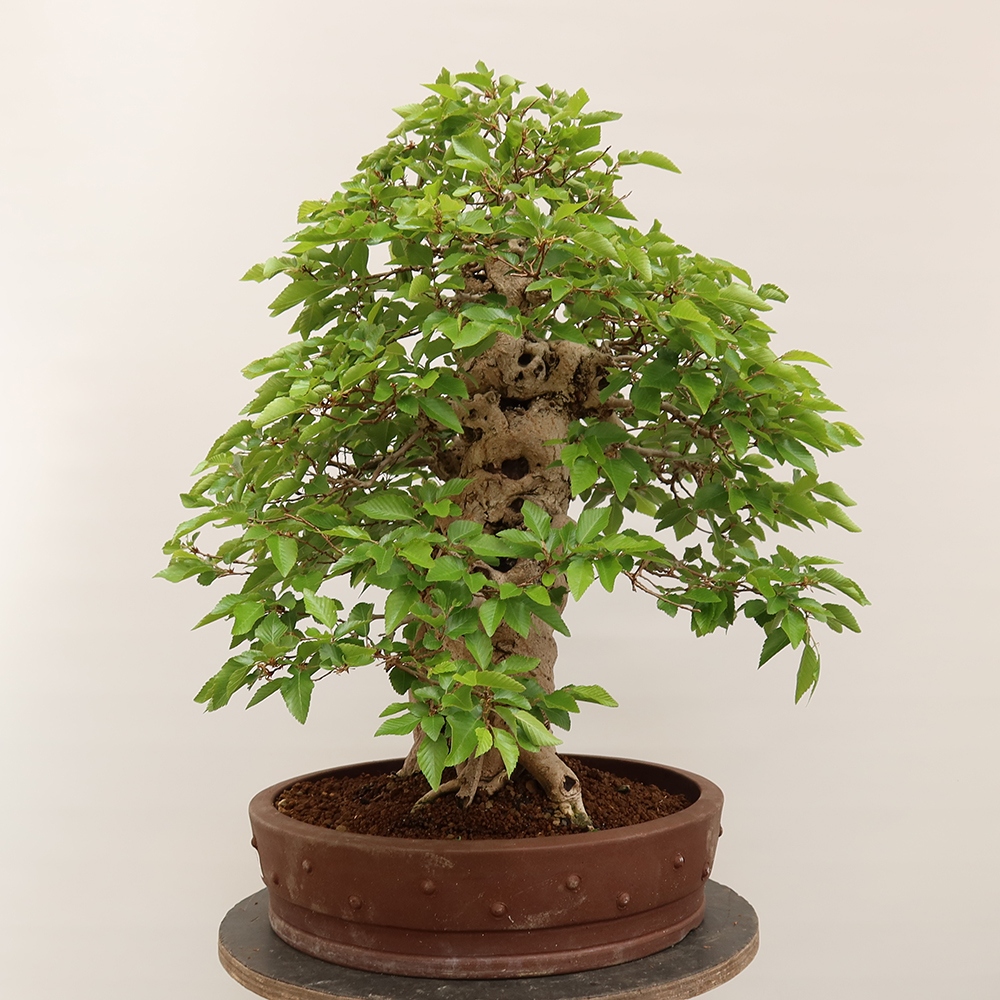 Bonsai voor buiten -Carpinus Coreana - Koreaanse haagbeuk