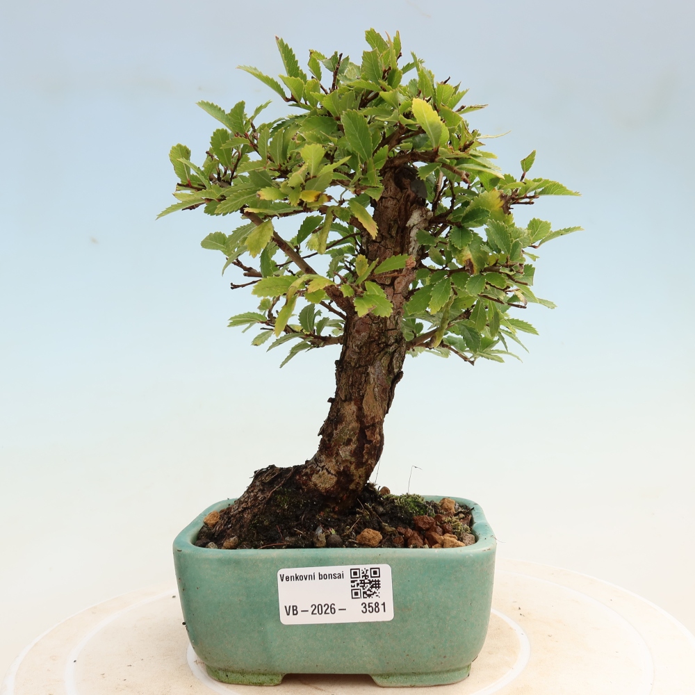 Bonsai voor buiten - Zelkova - Zelkova NIRE