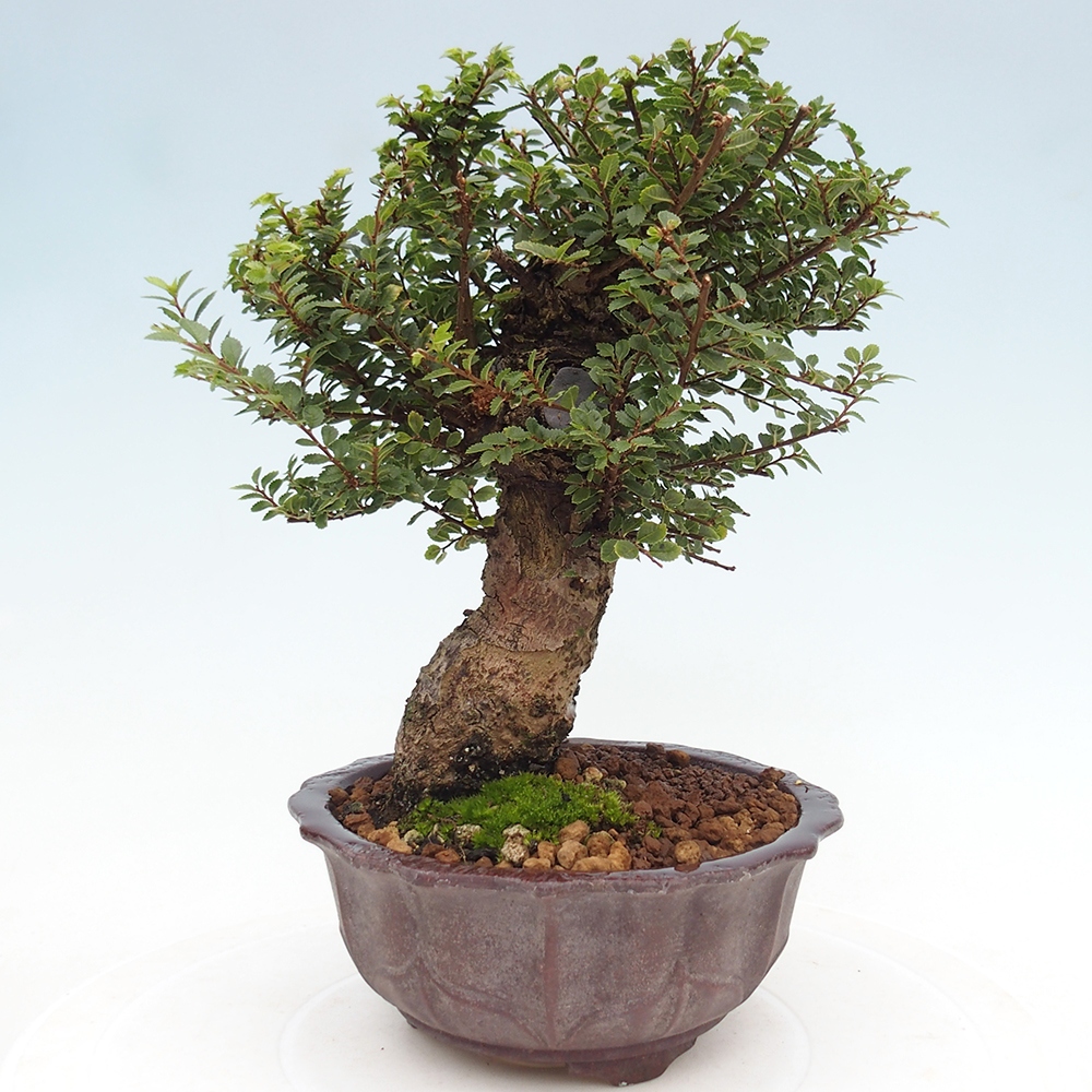 Bonsai voor buiten - Ulmus parvifolia Hokkaido - Chinese iep