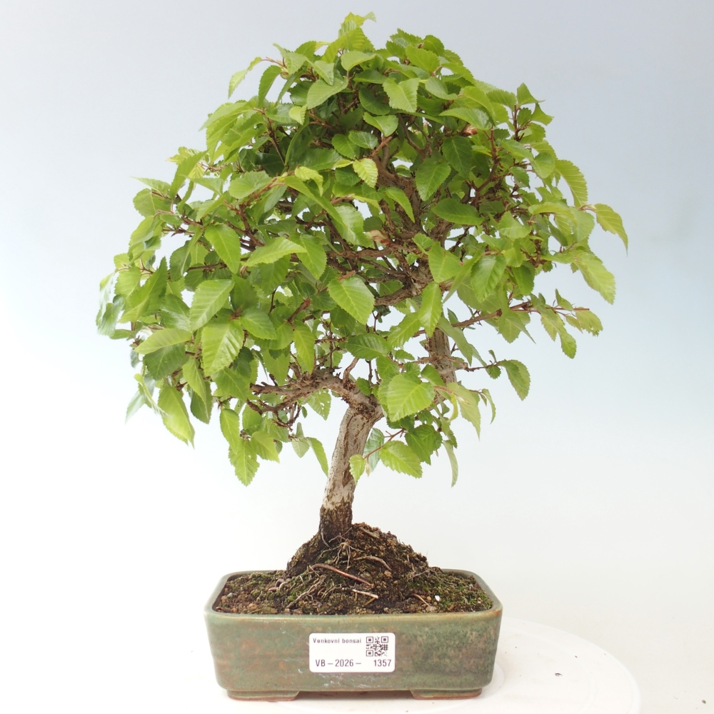 Bonsai voor buiten -Carpinus CARPINOIDES - Koreaanse haagbeuk