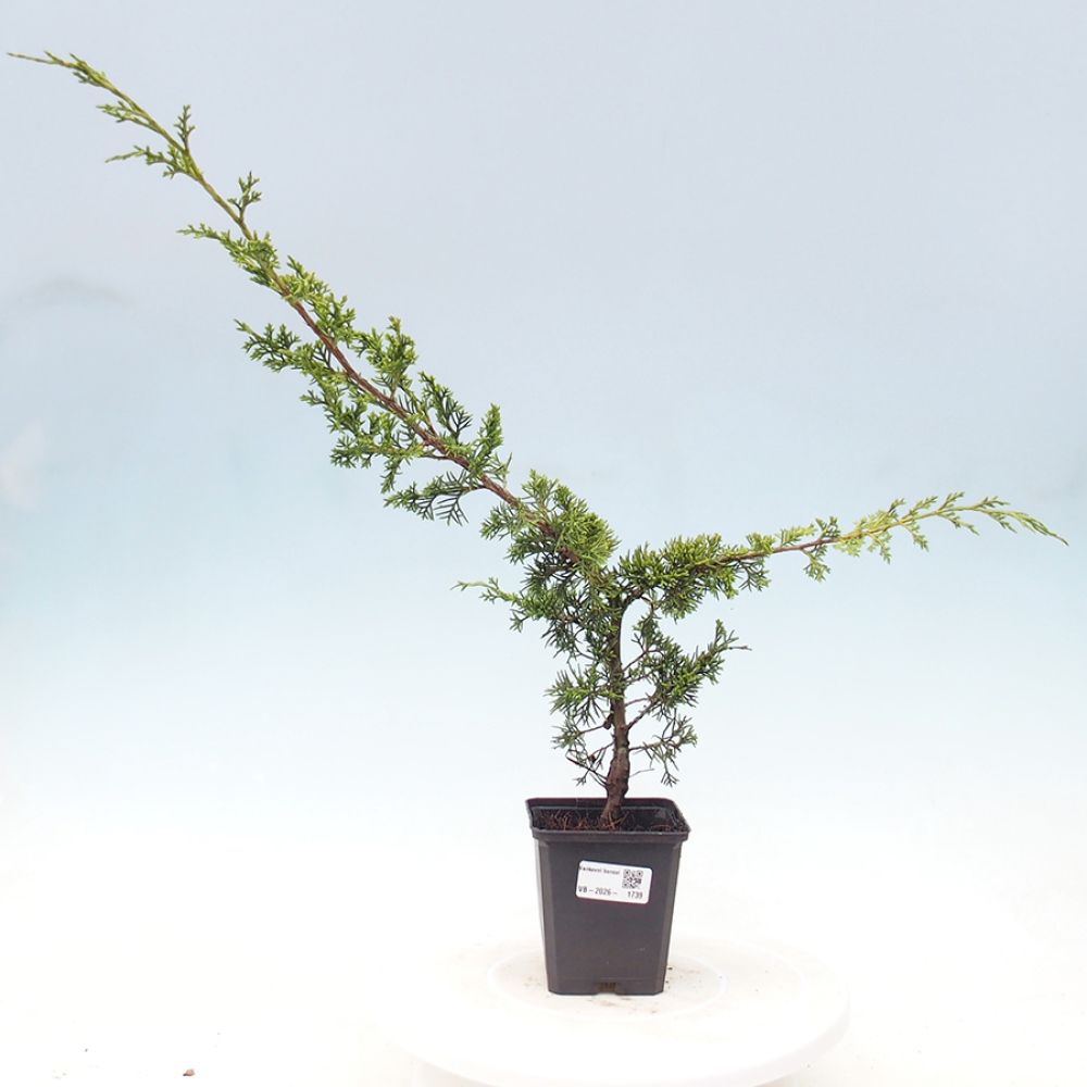 Bonsai voor buiten - Juniperus chinensis Itoigawa