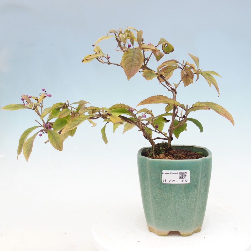 Bonsai voor buiten - Callicarpa bodinierova profusion