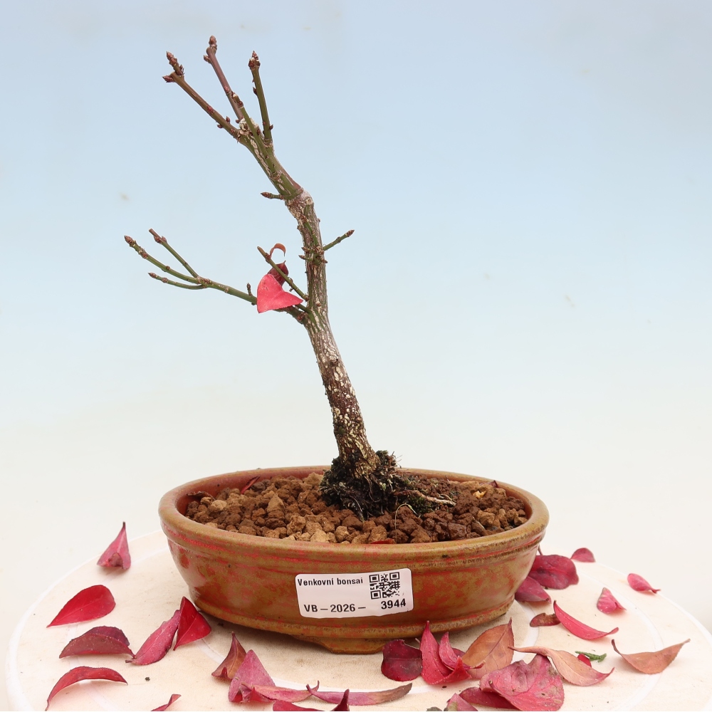 Bonsai voor buiten -  Euonymus alatus comactus  - gevleugelde spindelstruik