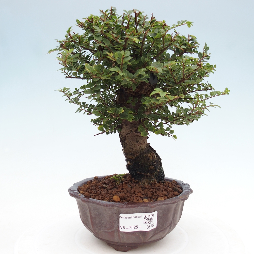 Bonsai voor buiten - Ulmus parvifolia Hokkaido - Chinese iep