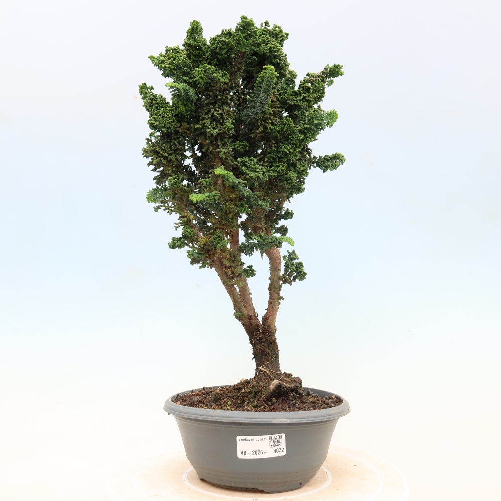 Bonsai voor buiten - Cham. obtusa SEKKA HINOKI - Cipres