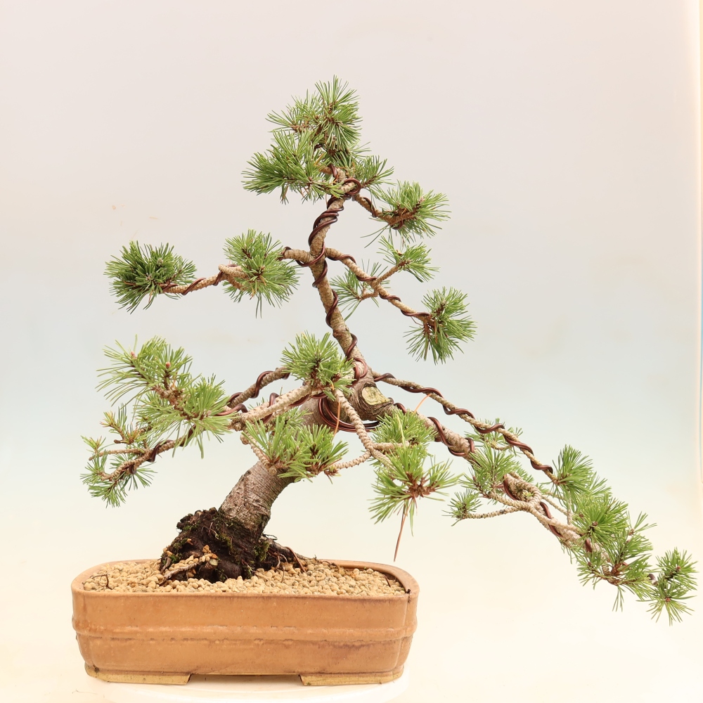 Bonsai voor buiten - Pinus mugo Humpy  - Bergden