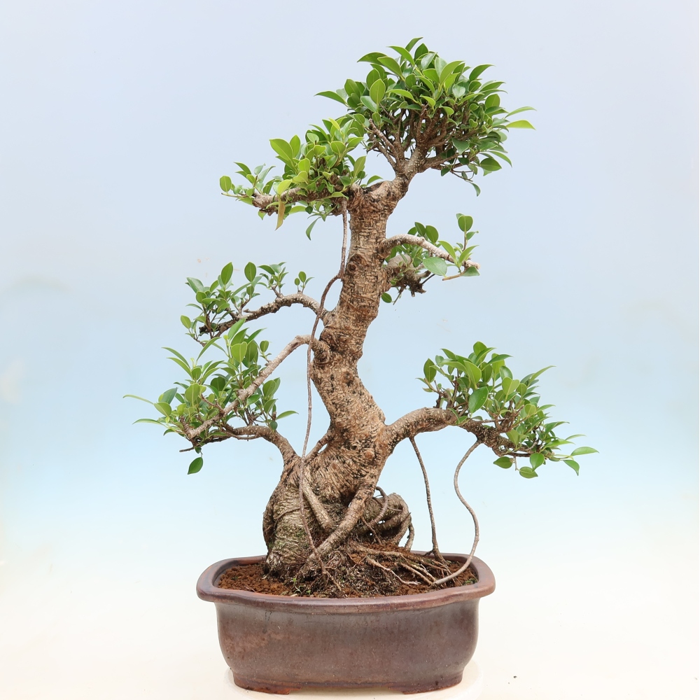 Kamerbonsai - Ficus kimmen - kleinbladige ficus
