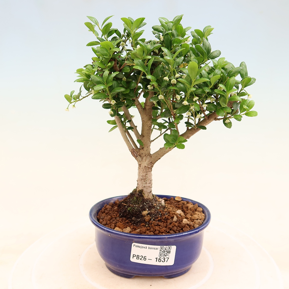 Kamerbonsai - Ilex crenata - Hulst