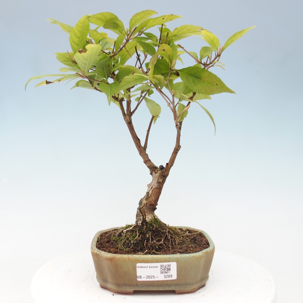 Bonsai voor buiten - Callicarpa japonica