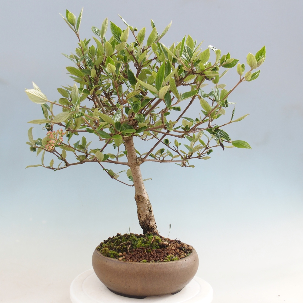 Bonsai voor buiten - Kalina Bodnanská - Viburum carlesii hemsi