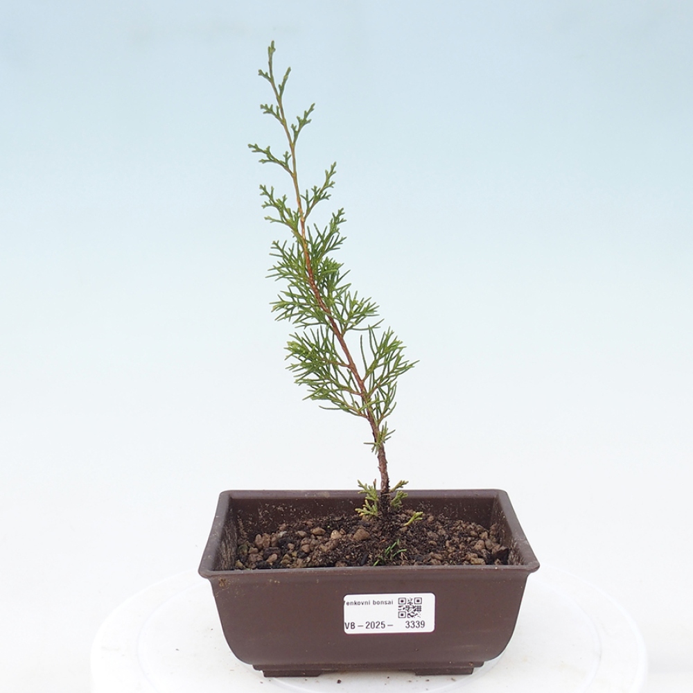 Bonsai voor buiten - Juniperus chinensis Itoigawa