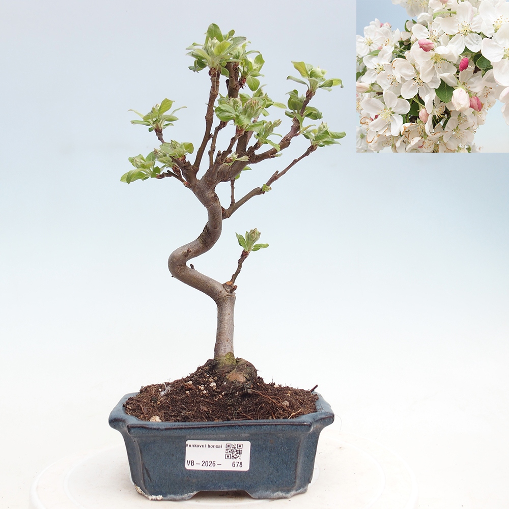 Bonsai voor buiten -Malus halliana - Appelboom met kleine vruchten