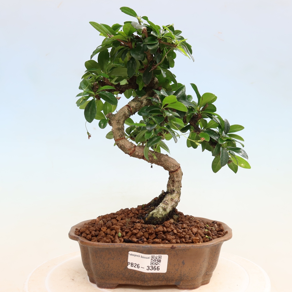 Kamerbonsai - Carmona macrophylla - Thee fuki