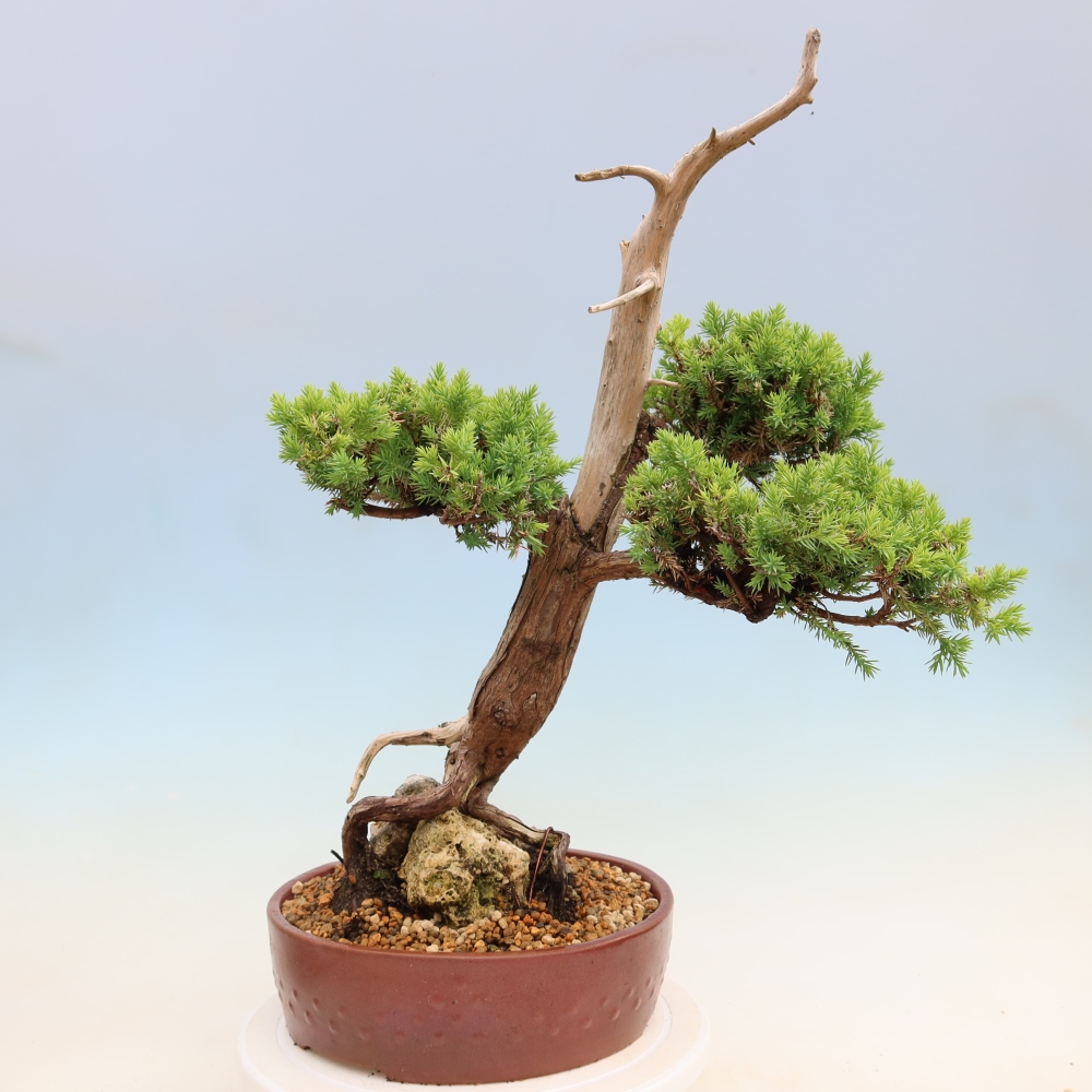 Bonsai voor buiten - Juniperus squamata – Schilferjeneverbes