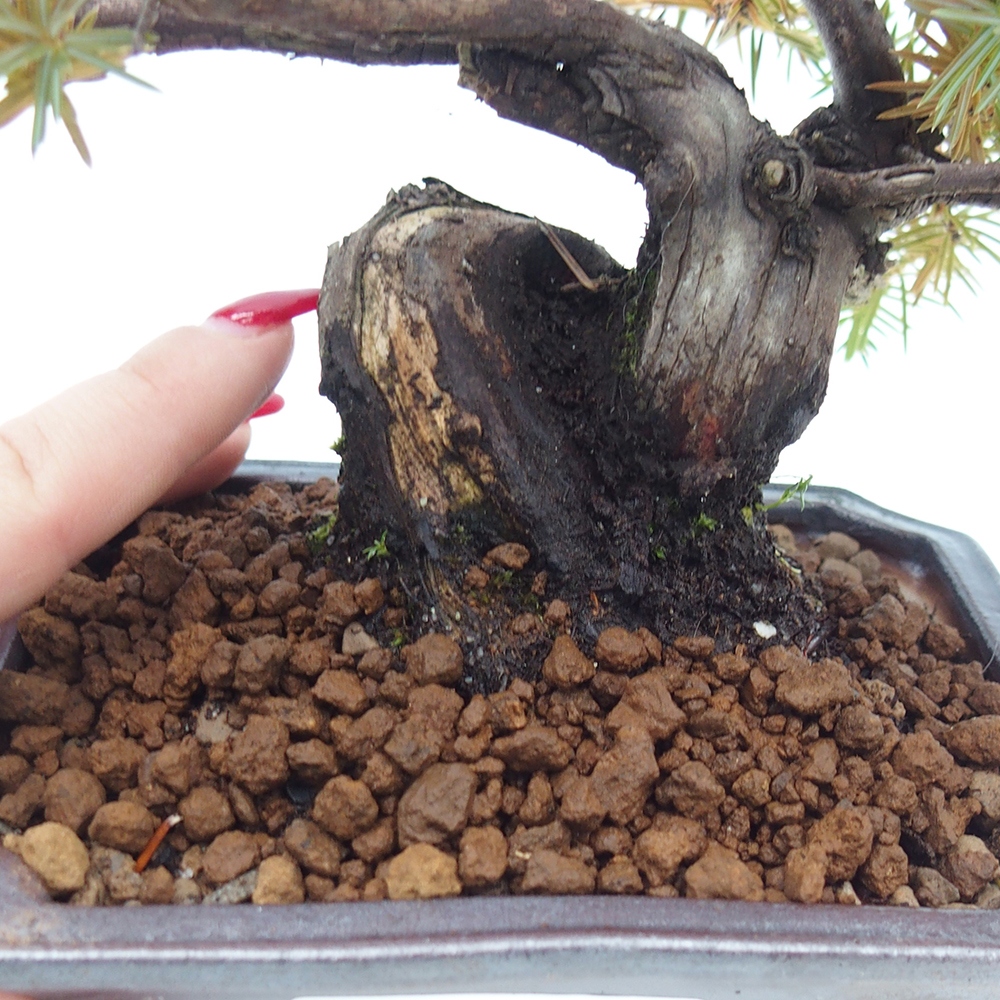 Bonsai voor buiten - Juniperus rigida - Juniperus rigida