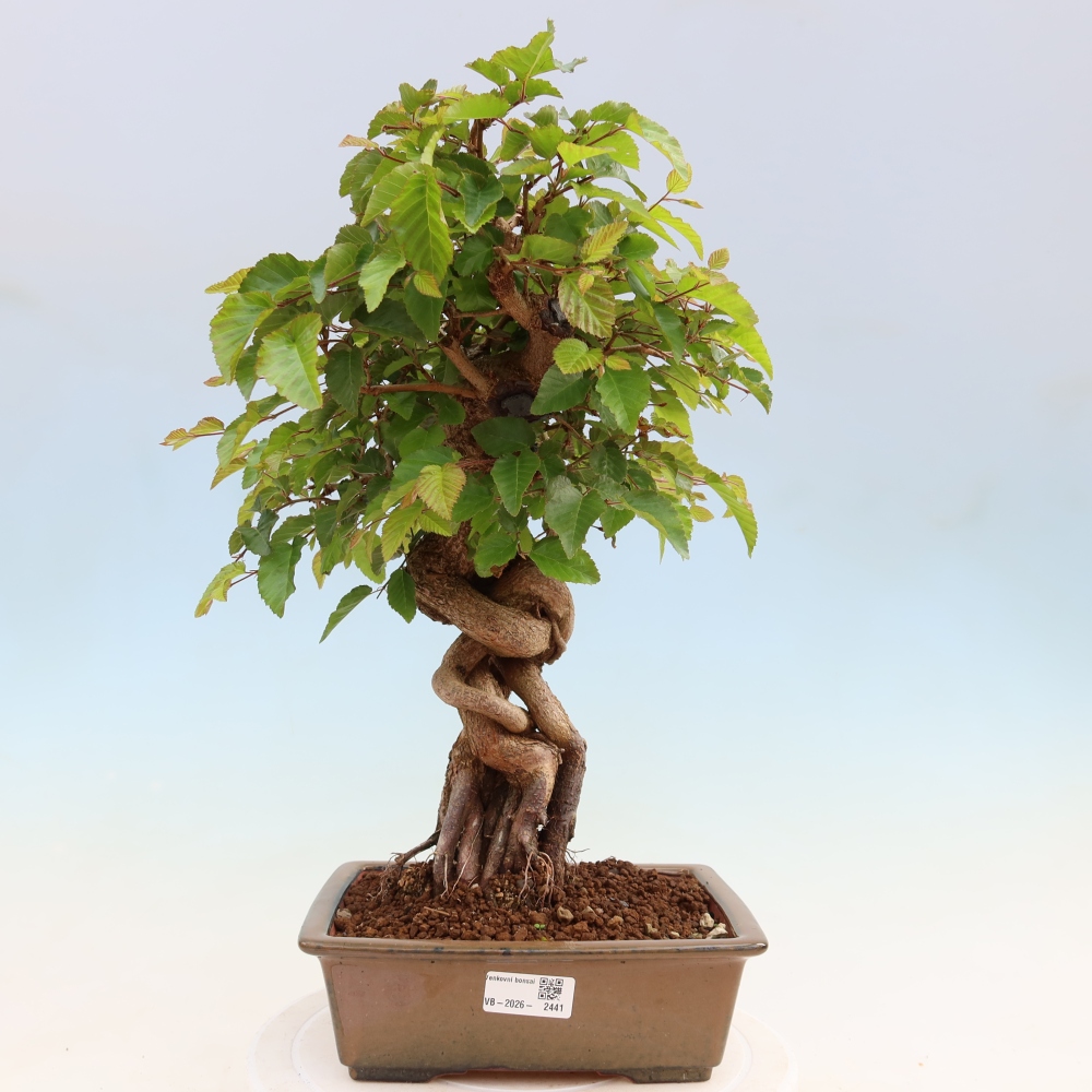 Bonsai voor buiten -Carpinus Coreana - Koreaanse haagbeuk