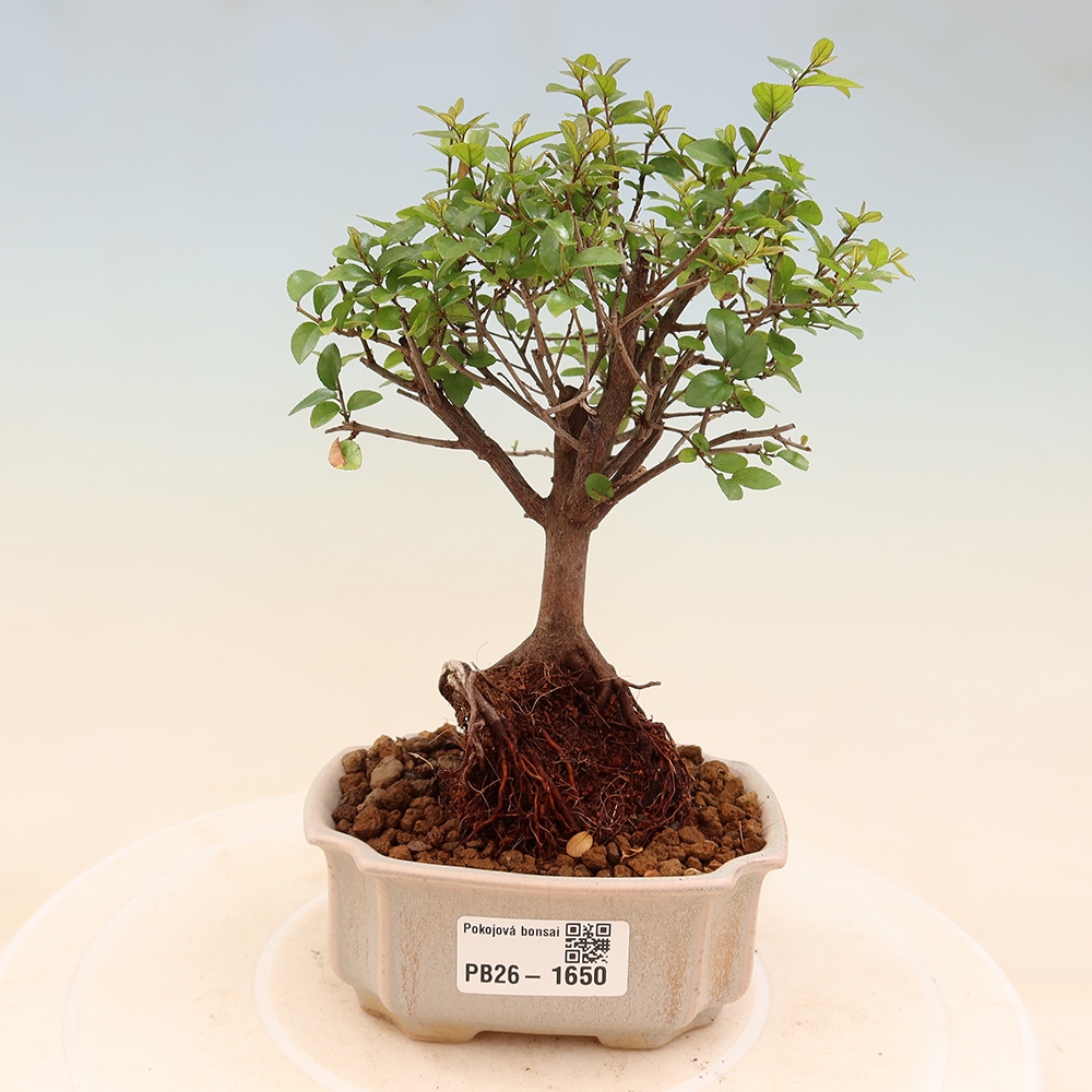 Kamerbonsai - Sageretia thea - Sageretia thea