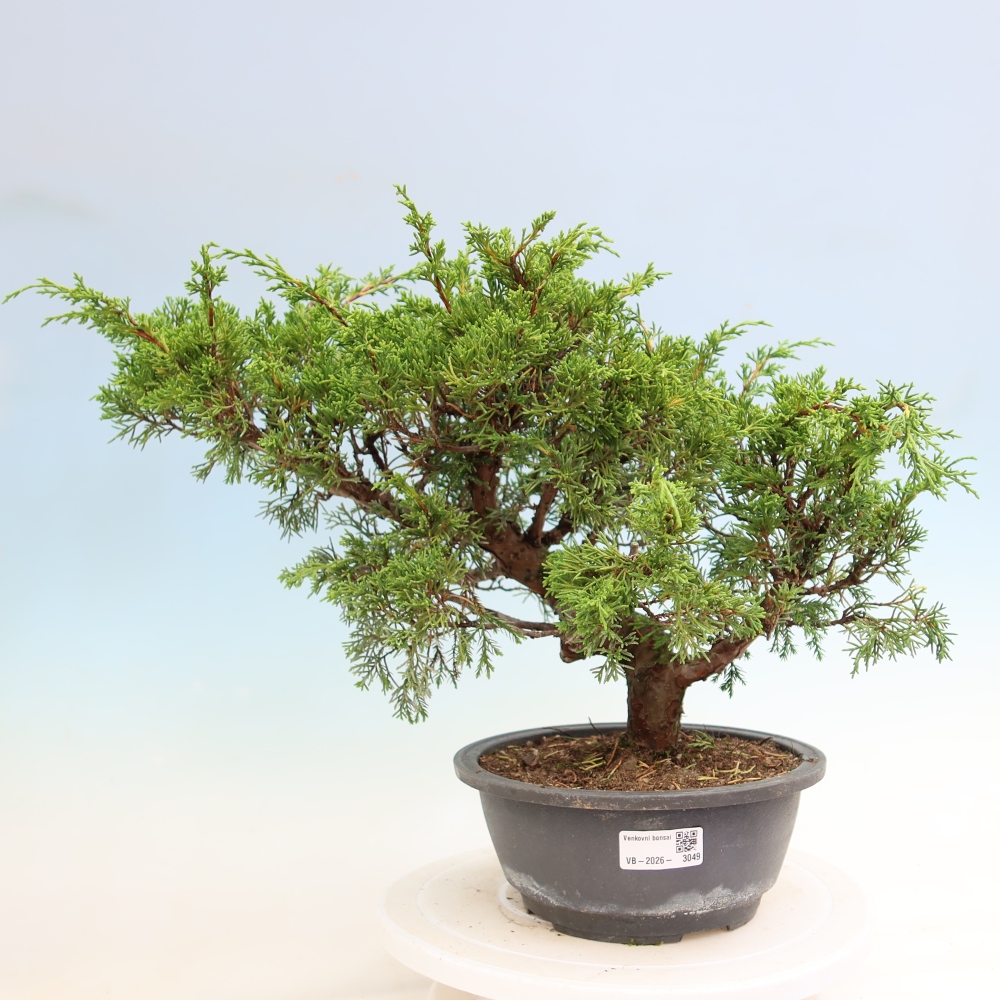 Bonsai voor buiten - Juniperus chinensis Itoigawa-Juniperus chinensis