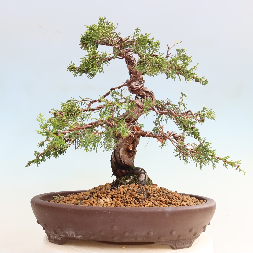 Bonsai voor buiten - Juniperus chinensis Itoigawa-Juniperus chinensis