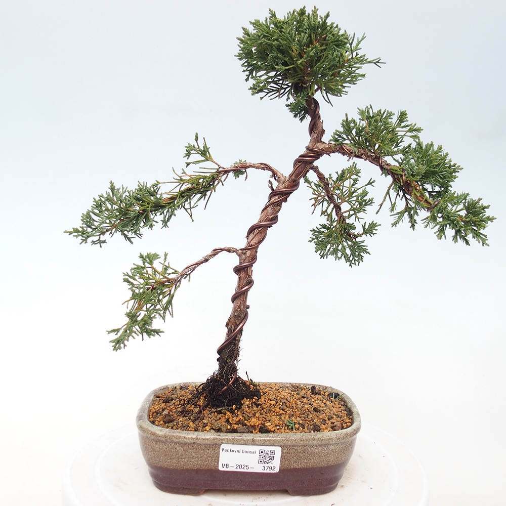 Bonsai voor buiten - Juniperus chinensis Kishu