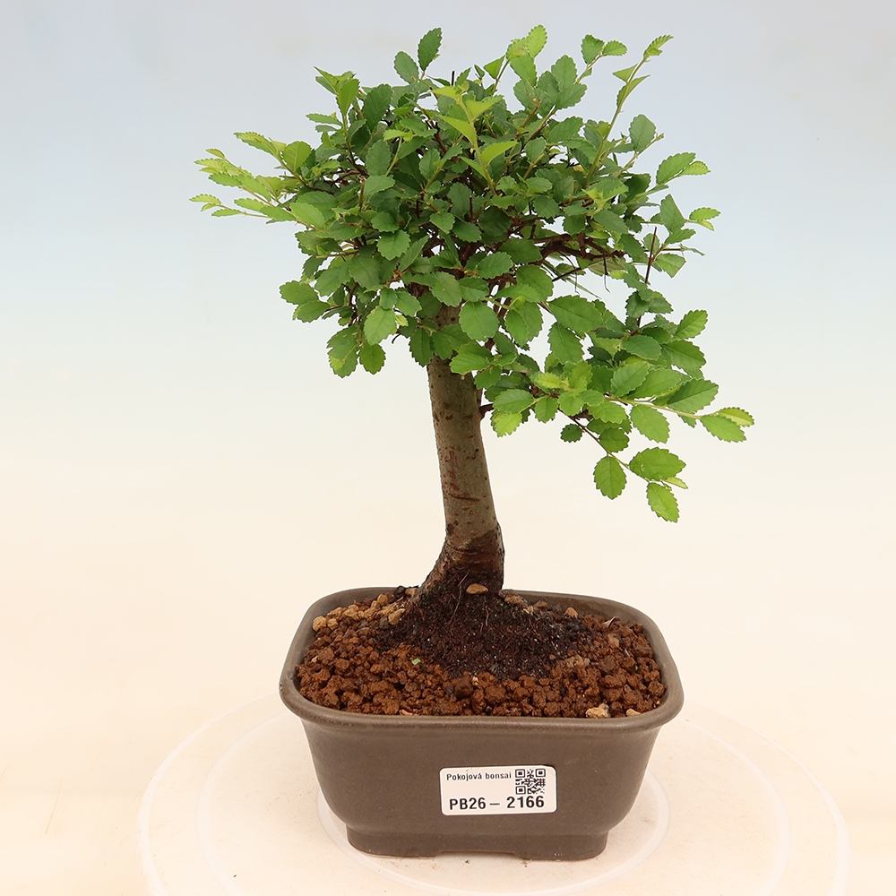 Kamerbonsai - Ulmus parvifolia - Winteriep