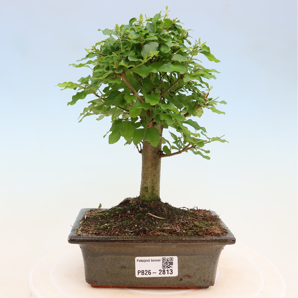 Kamerbonsai -Ligustrum chinensis - Vogelsnavel