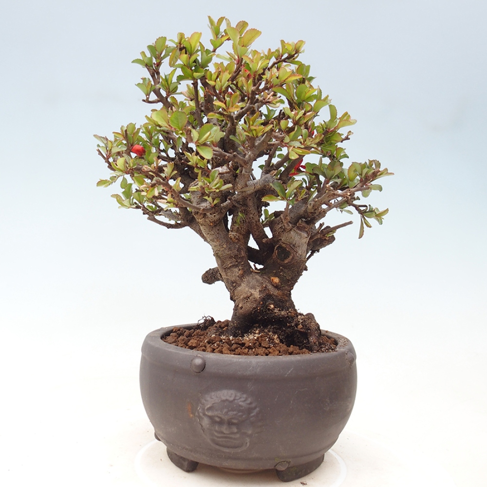 Bonsai voor buiten - Chaneomeles speciosa - Kweepeer