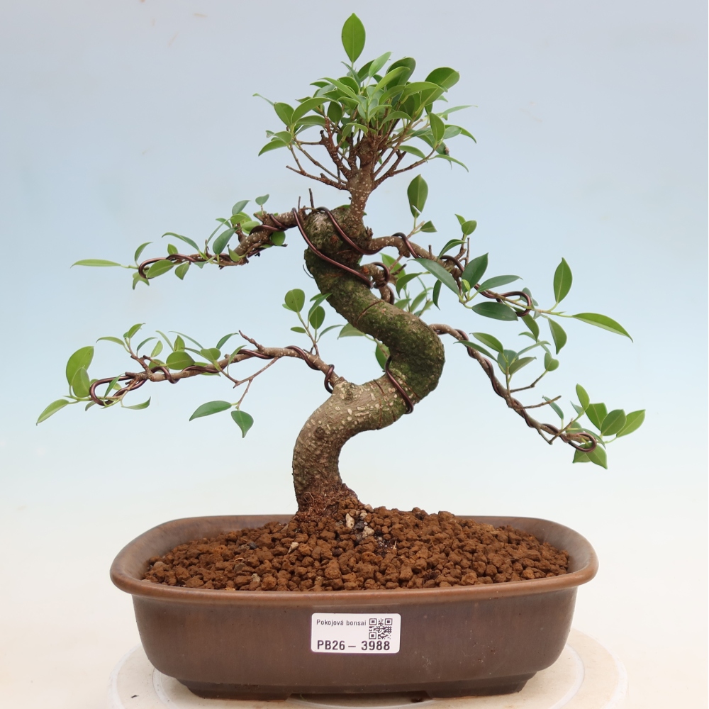 Kamerbonsai - Ficus kimmen - kleinbladige ficus