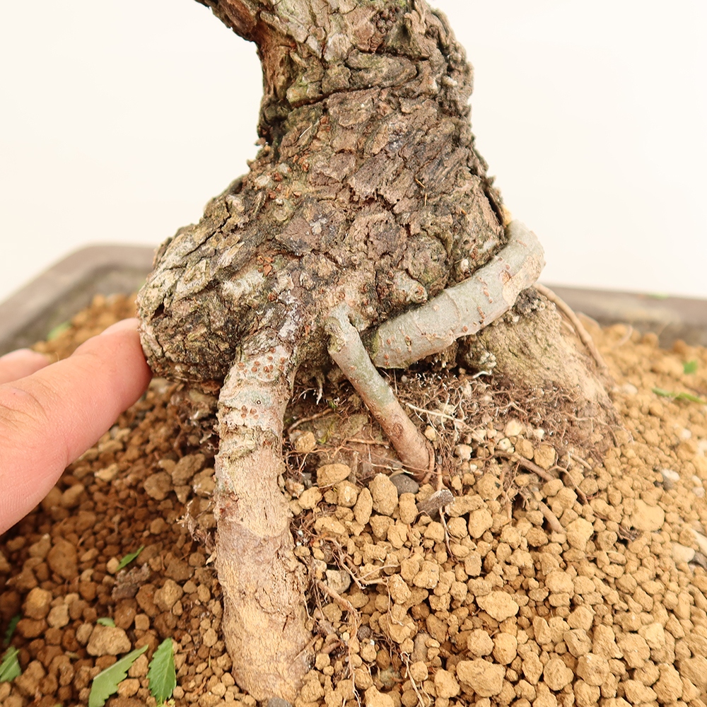 Bonsai voor buiten - Zelkova - Zelkova NIRE
