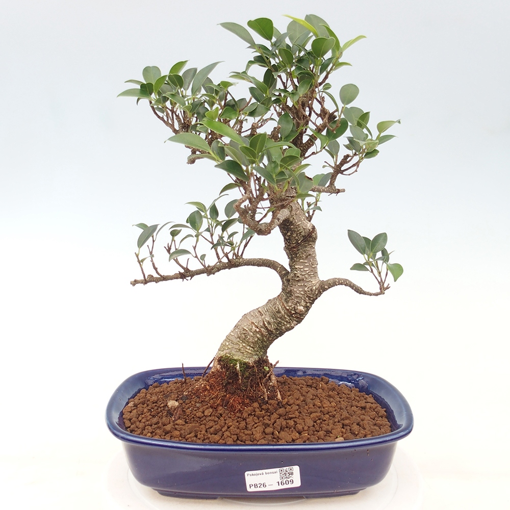 Kamerbonsai - Ficus kimmen - kleinbladige ficus